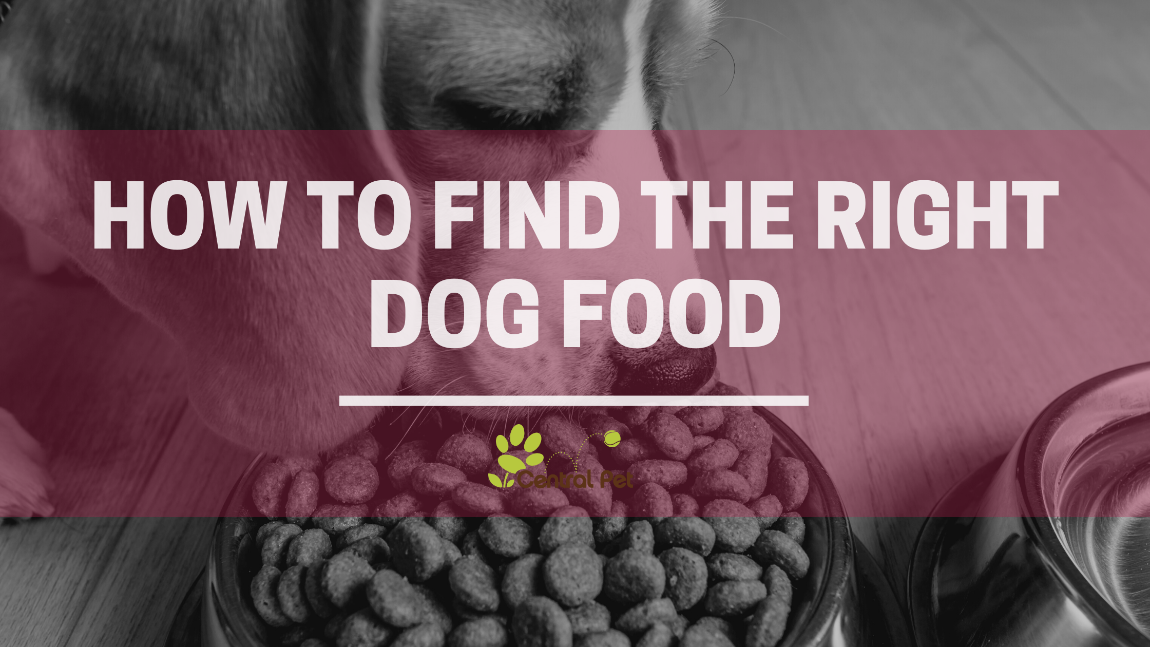 Picking the Right Dog Food for Your Dog