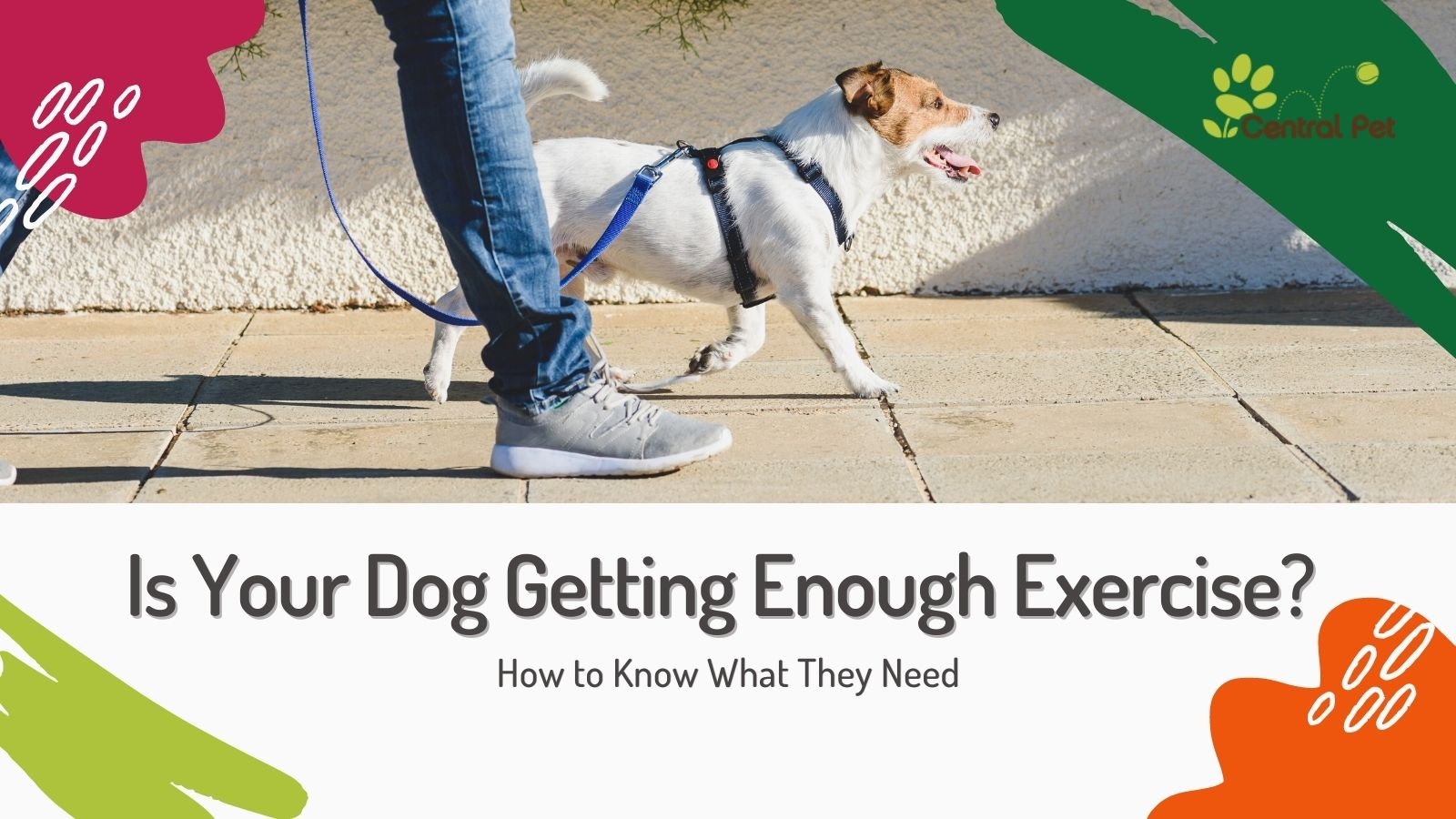 Is Your Dog Getting Enough Exercise? How to Know What They Need