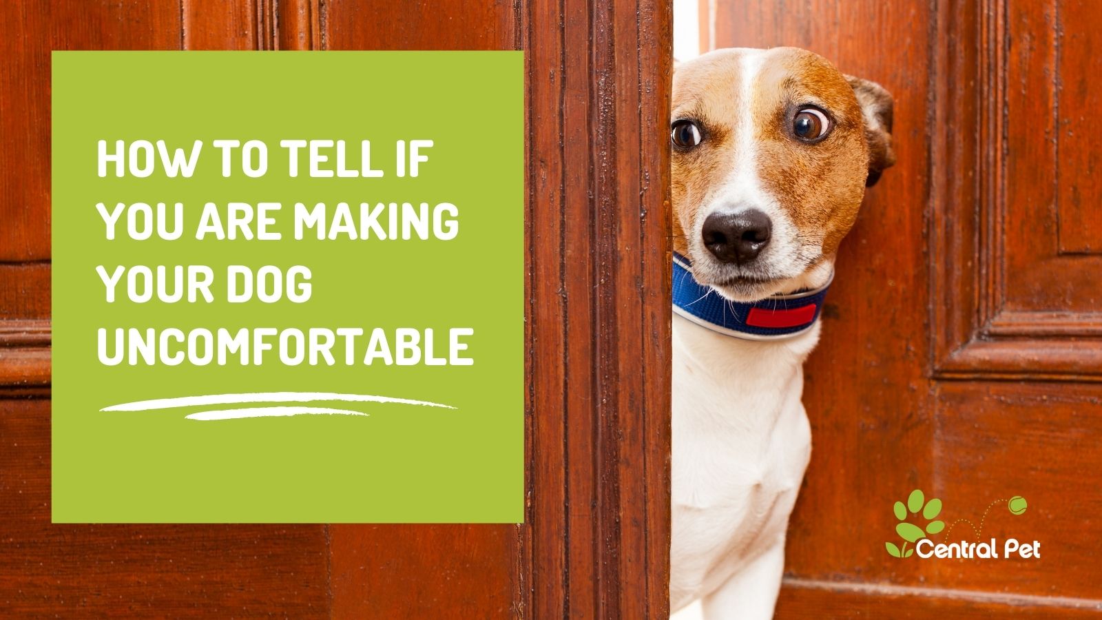 Are You Making Your Dog Uncomfortable? How To Tell