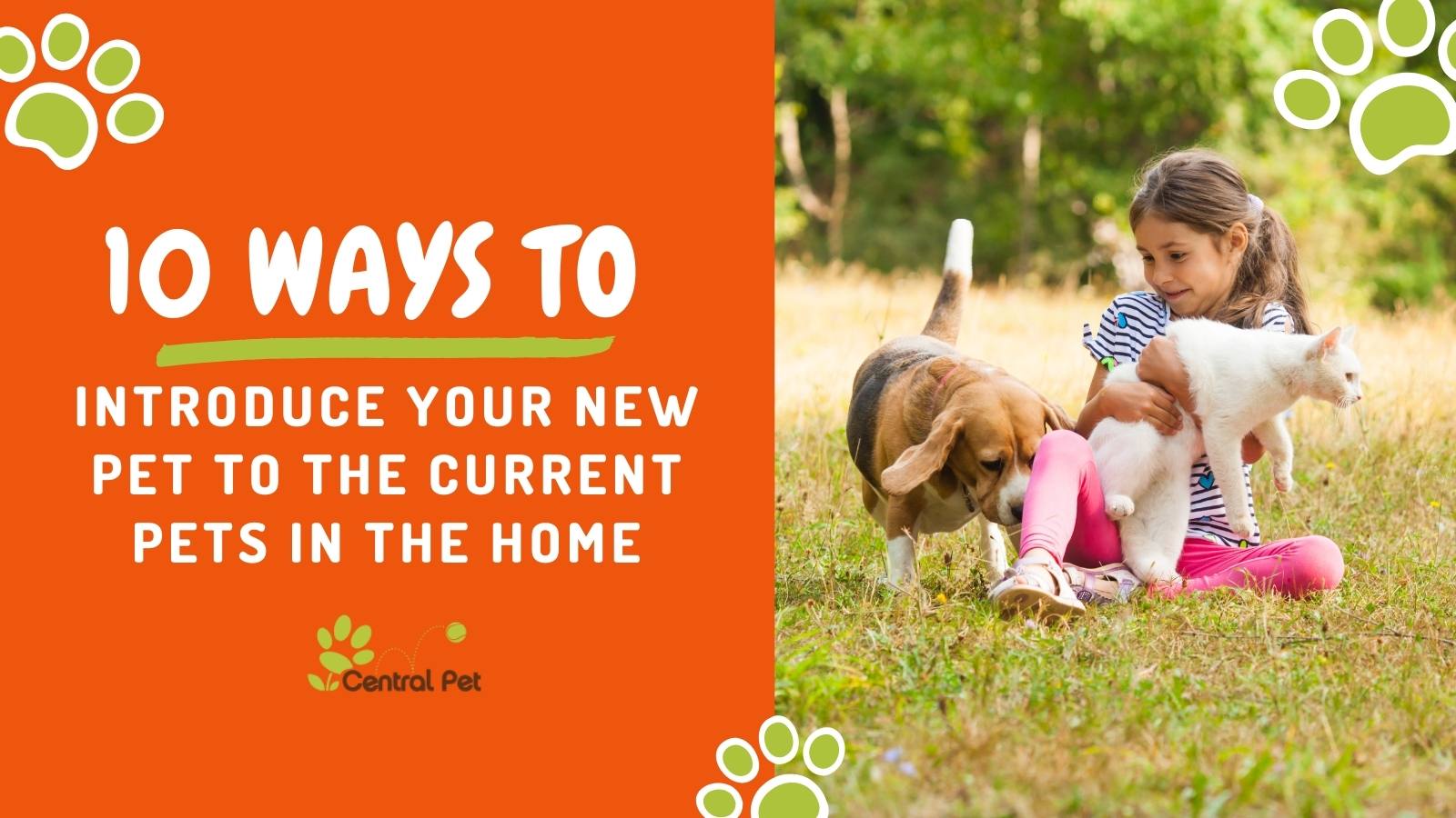 10 Steps for Introducing Your New Pet to the Current Pets in Your Home