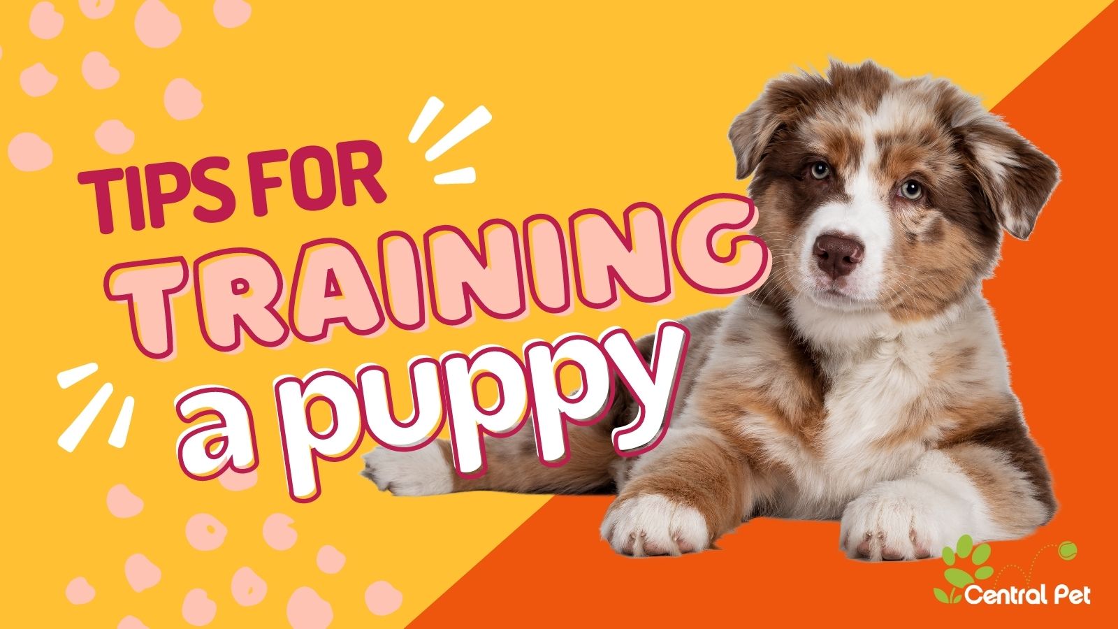 Dog Crate Training: Tips from a Professional Trainer