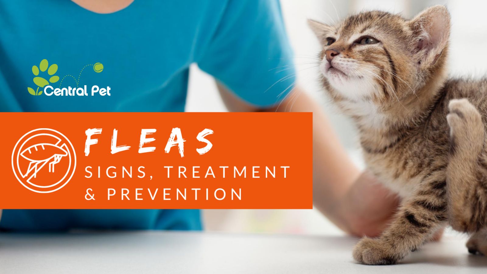 Fleas - Signs, Treatments, and Prevention