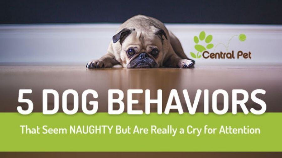 5 Dog Behaviors That Seem Naughty But Are Really a Cry for Attention