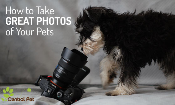 How to Take Great Photos of Your Pets