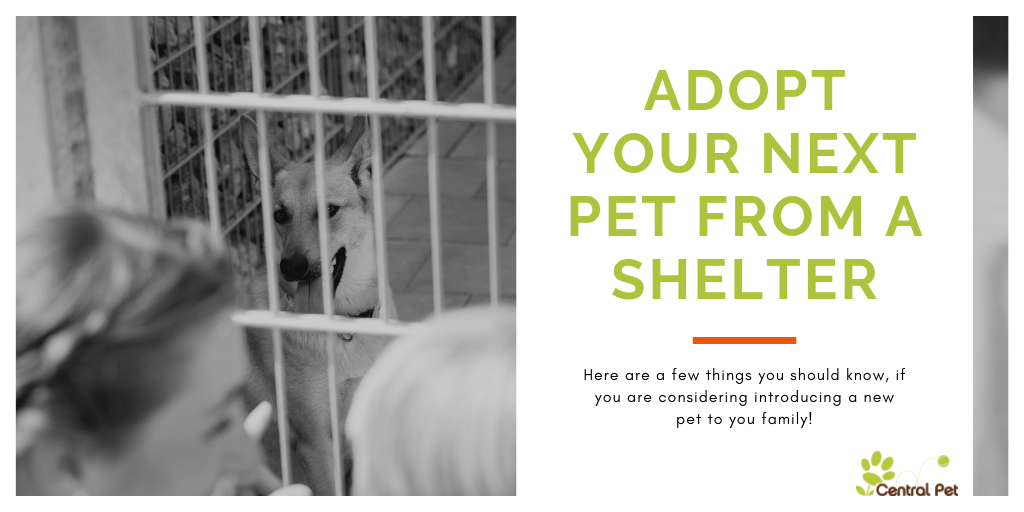 Consider Adopting Your Next Pet From a Shelter