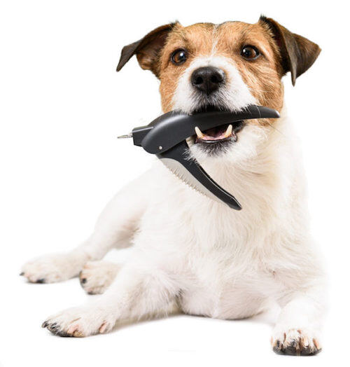 Tucson s Premier Pet Groomers Grooming Services at Central Pet