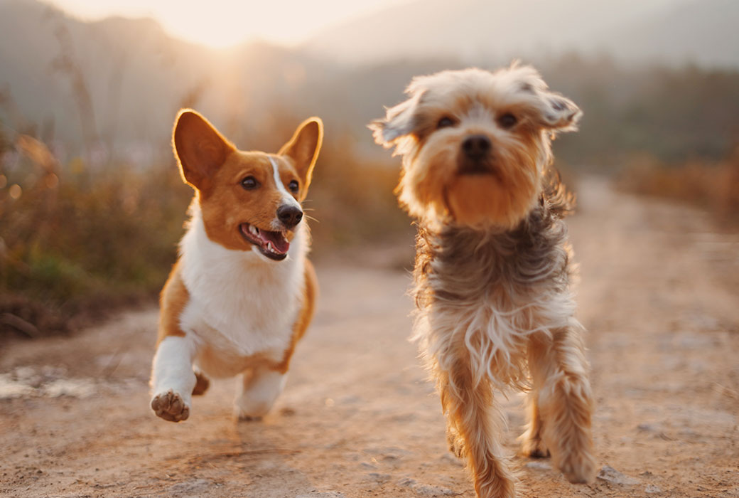 happy dogs going to doggy daycare