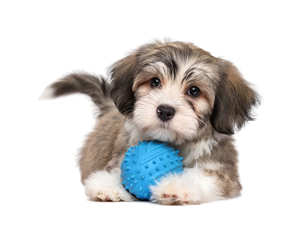 puppy with ball - Puppy Play and Train
