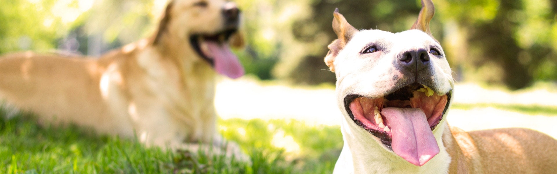 dog daycare available at central pet tucson