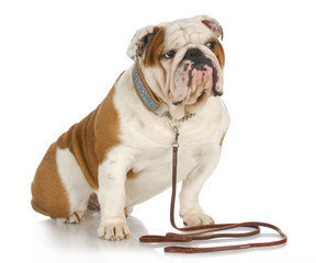 train1 - private training for dogs in tucson