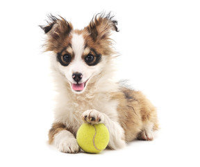 dog with ball - play and train