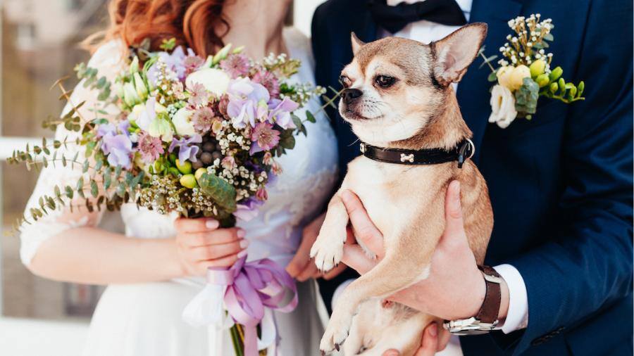 6 Dog-Friendly Wedding Venues In (and Around) Tucson