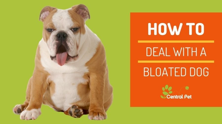 why do puppies stomachs bloat after eating