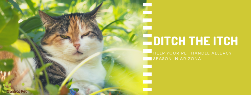 Ditch the Itch: Help Your Pet Handle Allergy Season in Arizona