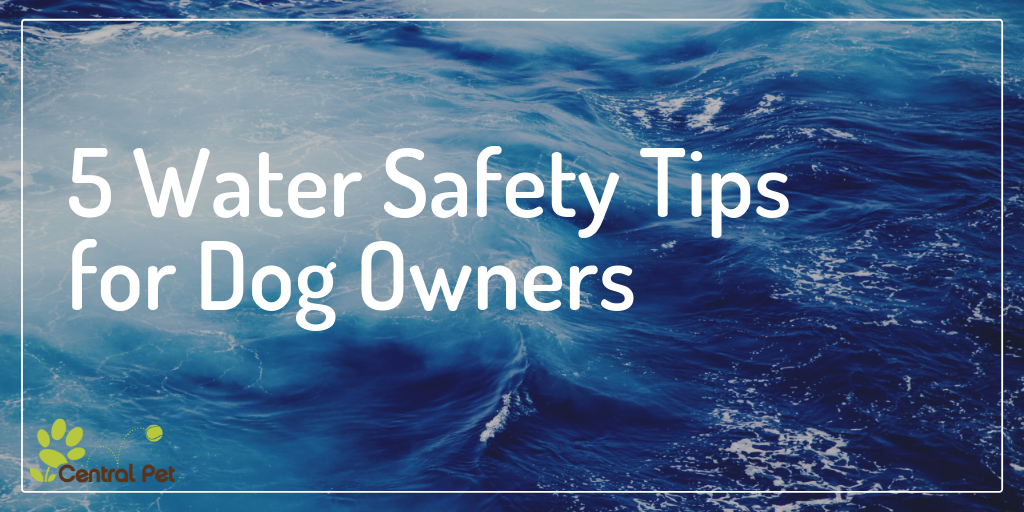 5 Important Tips for Keeping Your Dog Safe Around Water