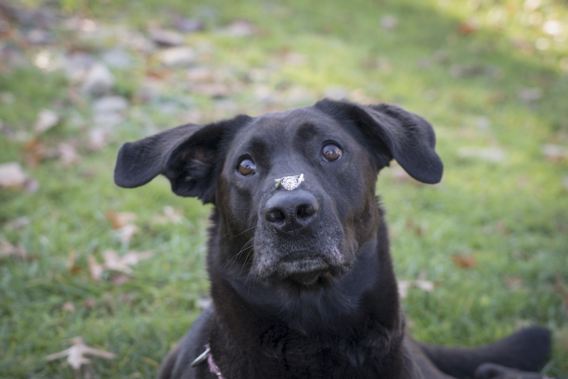 7 Ways Your Pup Can Help Make Your Marriage Proposal Extra Memorable