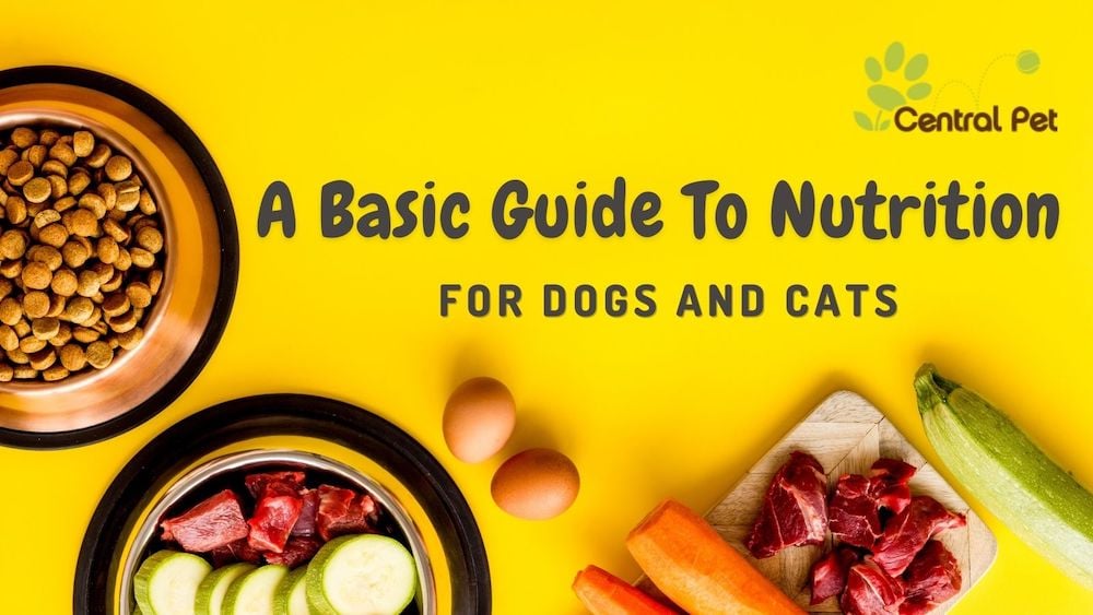 A Basic Guide To Nutrition For Dogs And Cats
