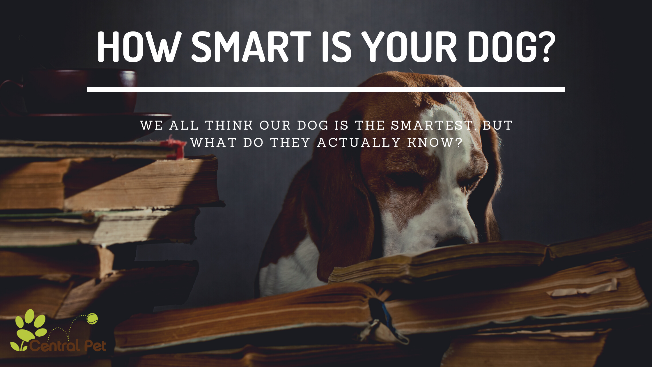 Just How Smart is Your Dog?