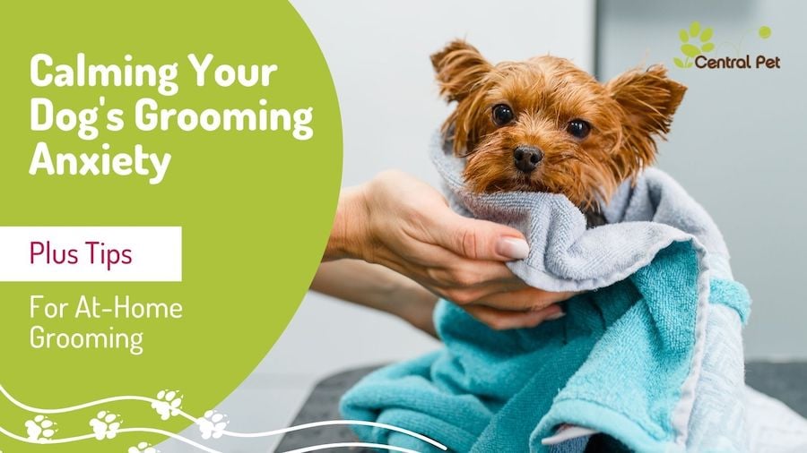 How to Calm Your Dog's Grooming Anxiety PLUS At-Home Dog Grooming Tips