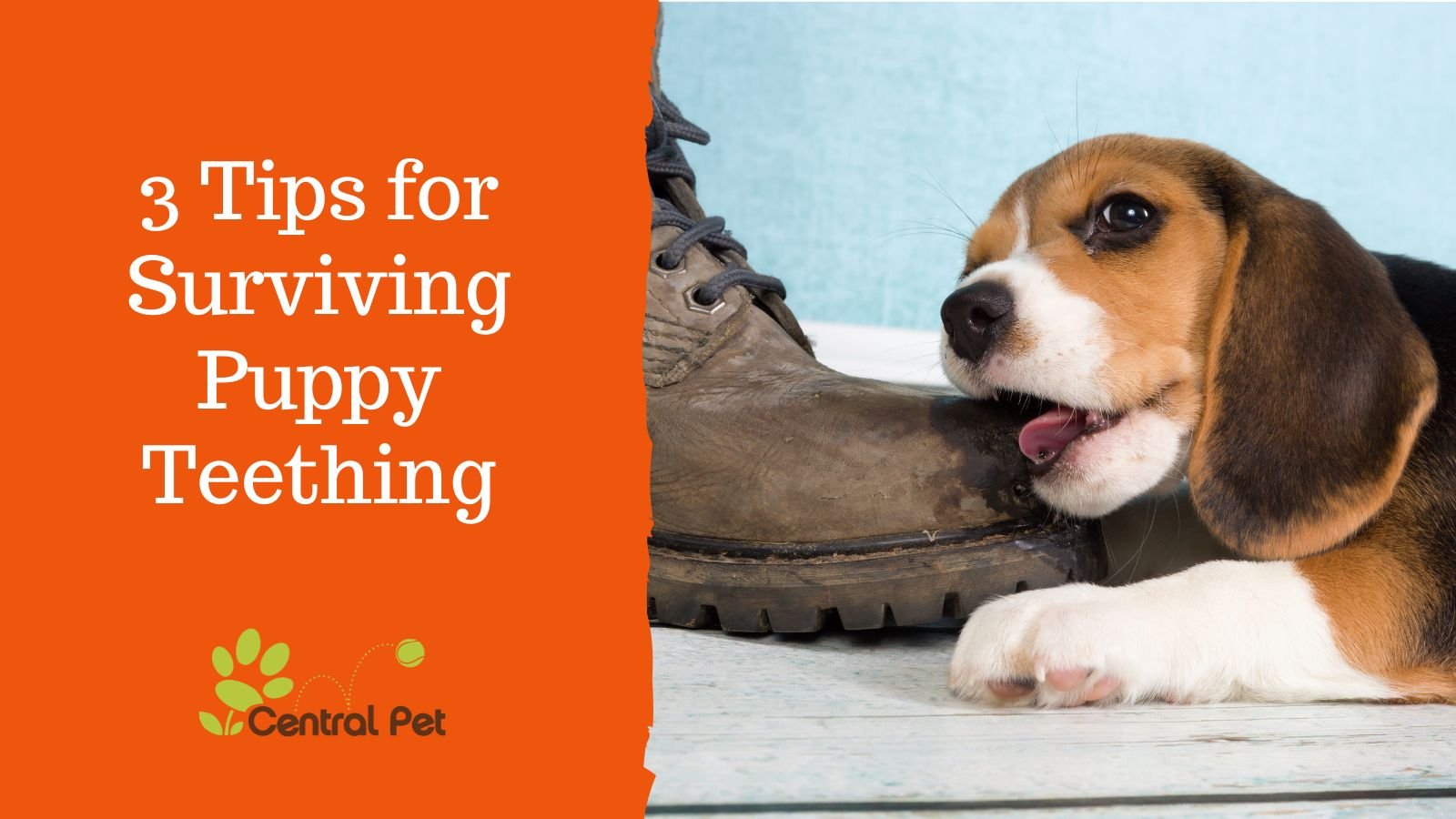 3 Tips for Surviving Puppy Teething