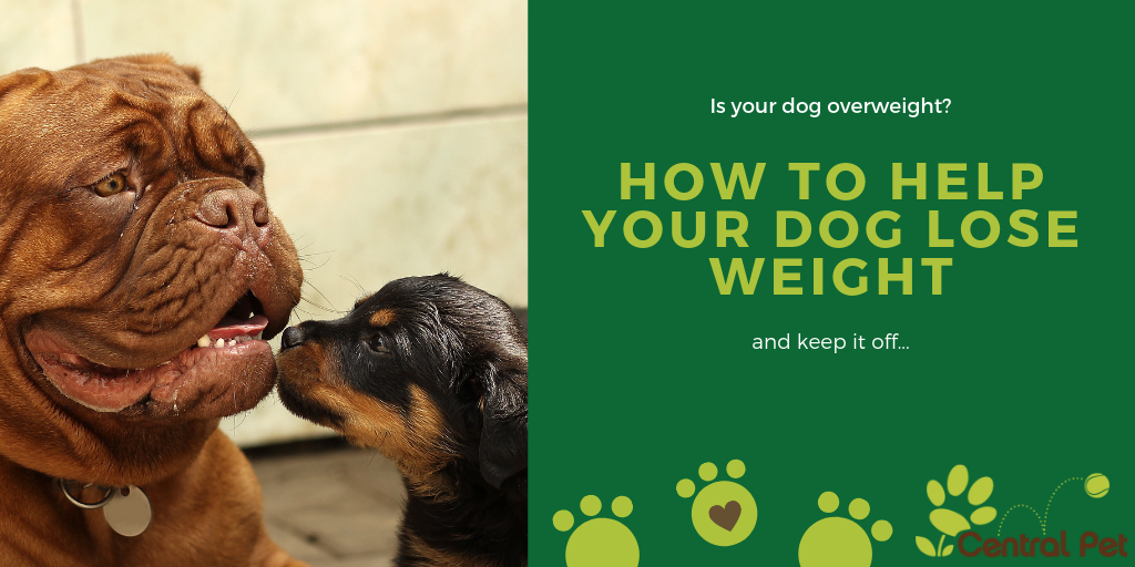 How to Help Your Dog Lose Weight and Keep it Off