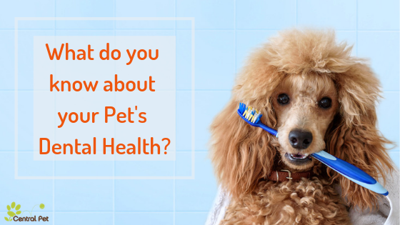 Good Oral Hygiene for the Optimal Health of Your Pet