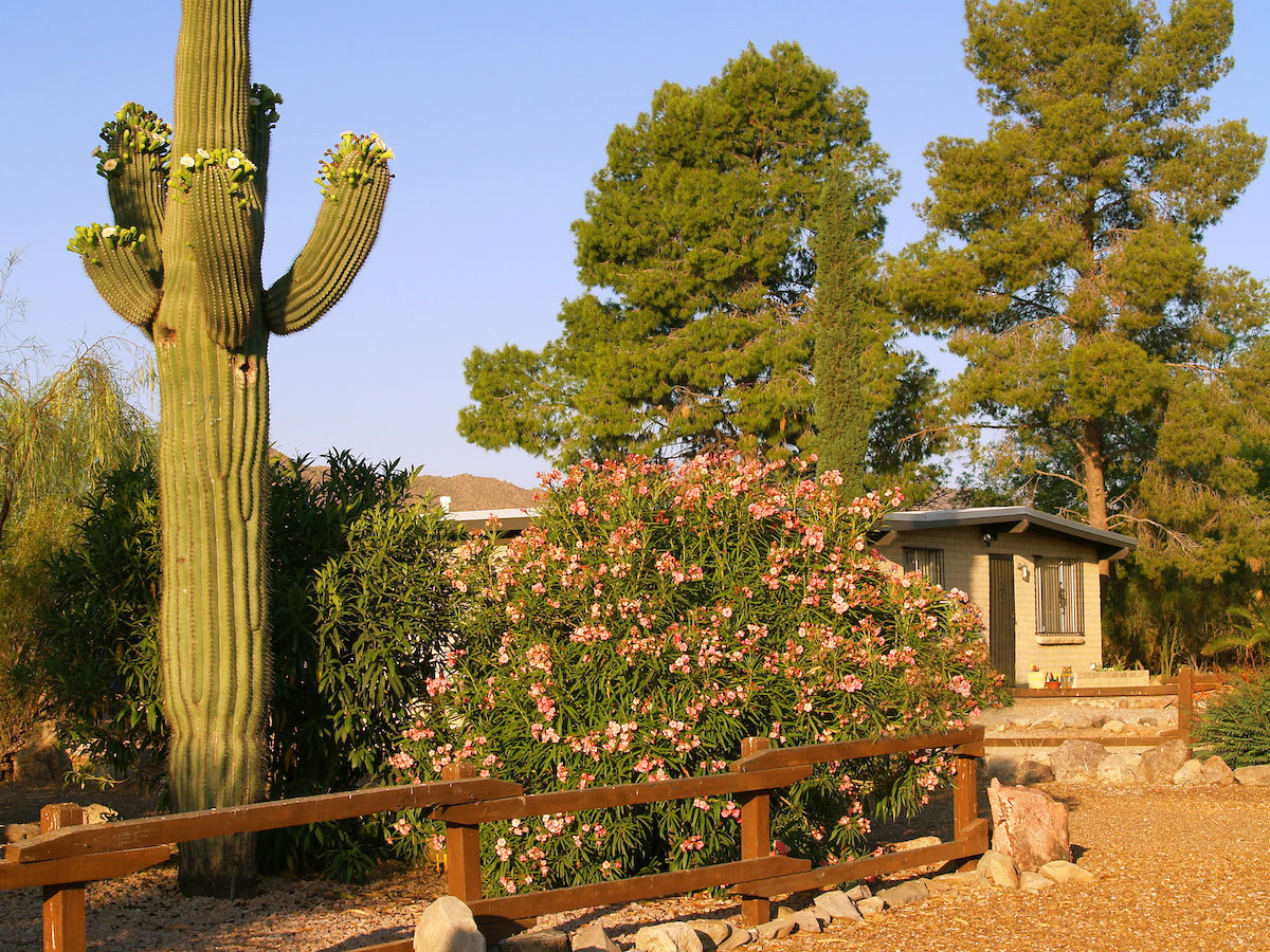 Beware: Common Arizona Plants Poisonous to Dogs