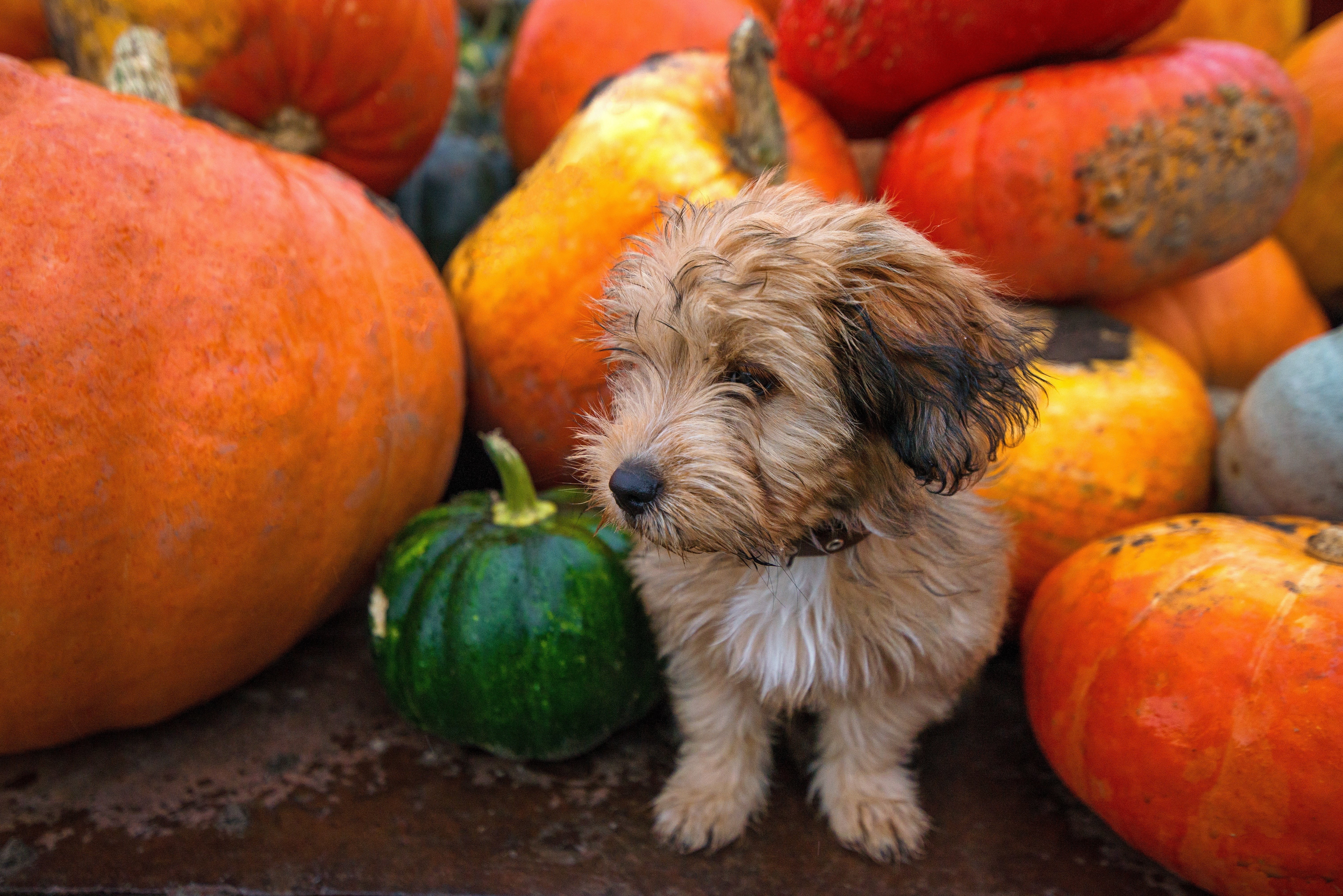 Pumpkin for Pets? Nom Nom Nom!