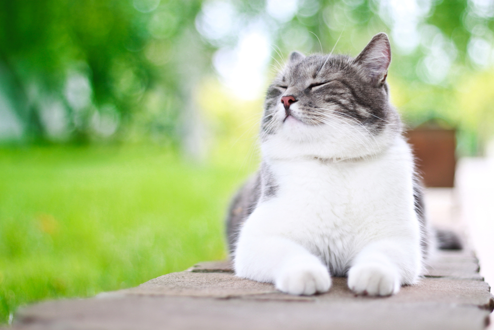 Cat Scratching: Why They Do It and What You Can Do About It