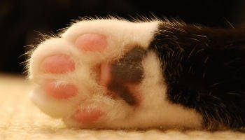 Paw and claw deals cat grooming