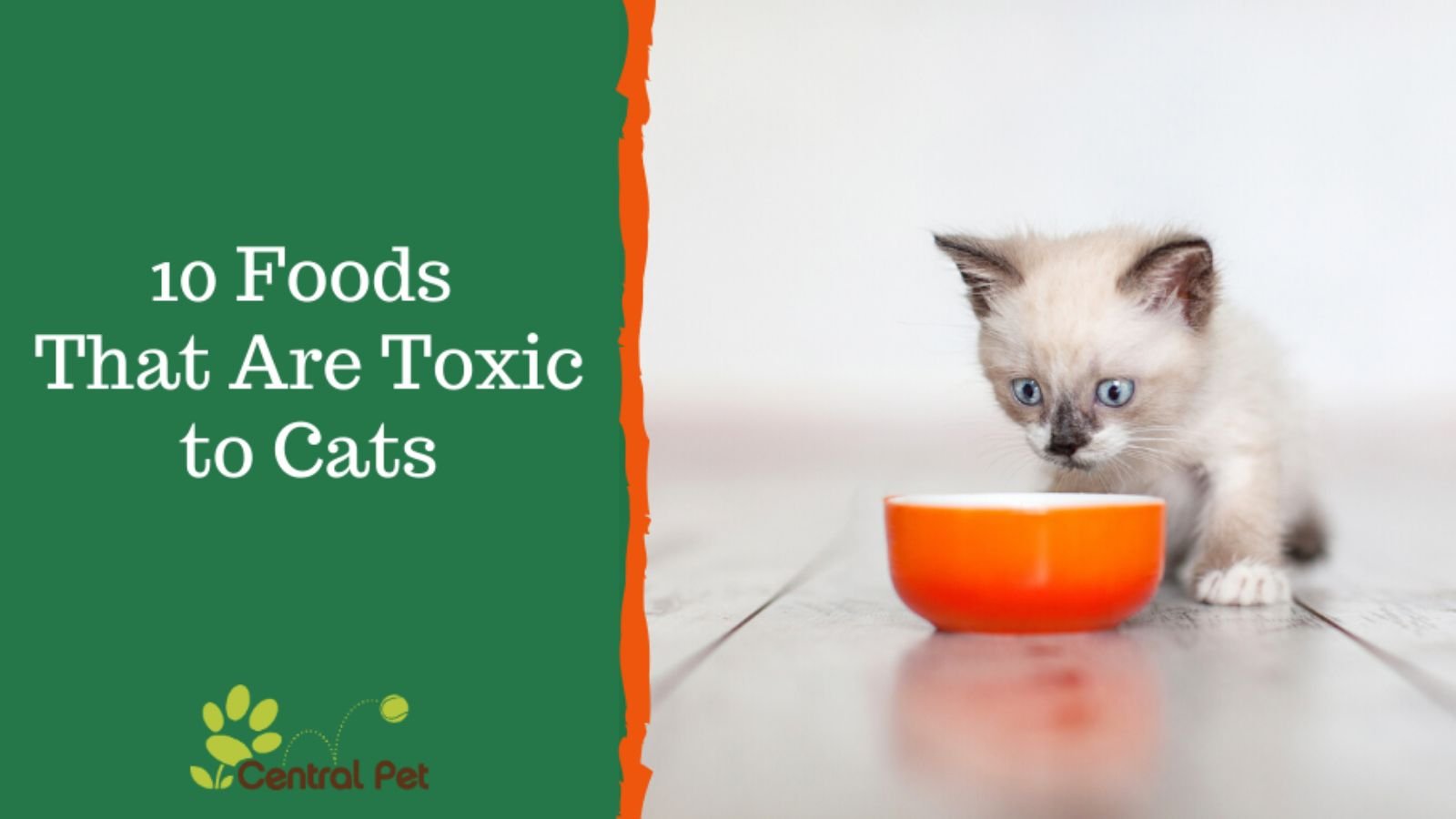 10 Foods That Are Toxic to Cats