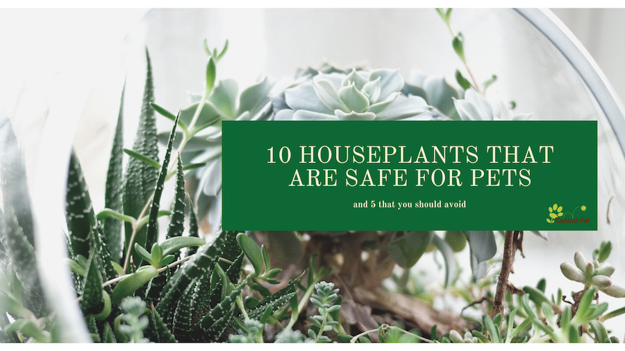 10 Indoor Plants That Are Safe for Dogs and Cats