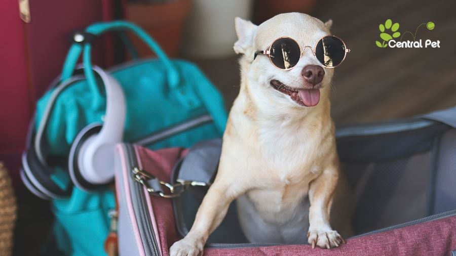 Dog Boarding vs. Pet Sitting: Is a Pet Hotel the Best Choice for You?