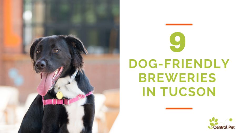 9 Dog-Friendly Breweries in Southern Arizona