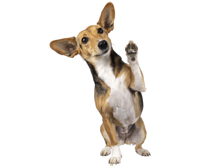 dog-tricks-training-central-pet-arizona