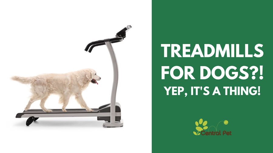 Treadmills for Dogs? Yep, It's a Thing!