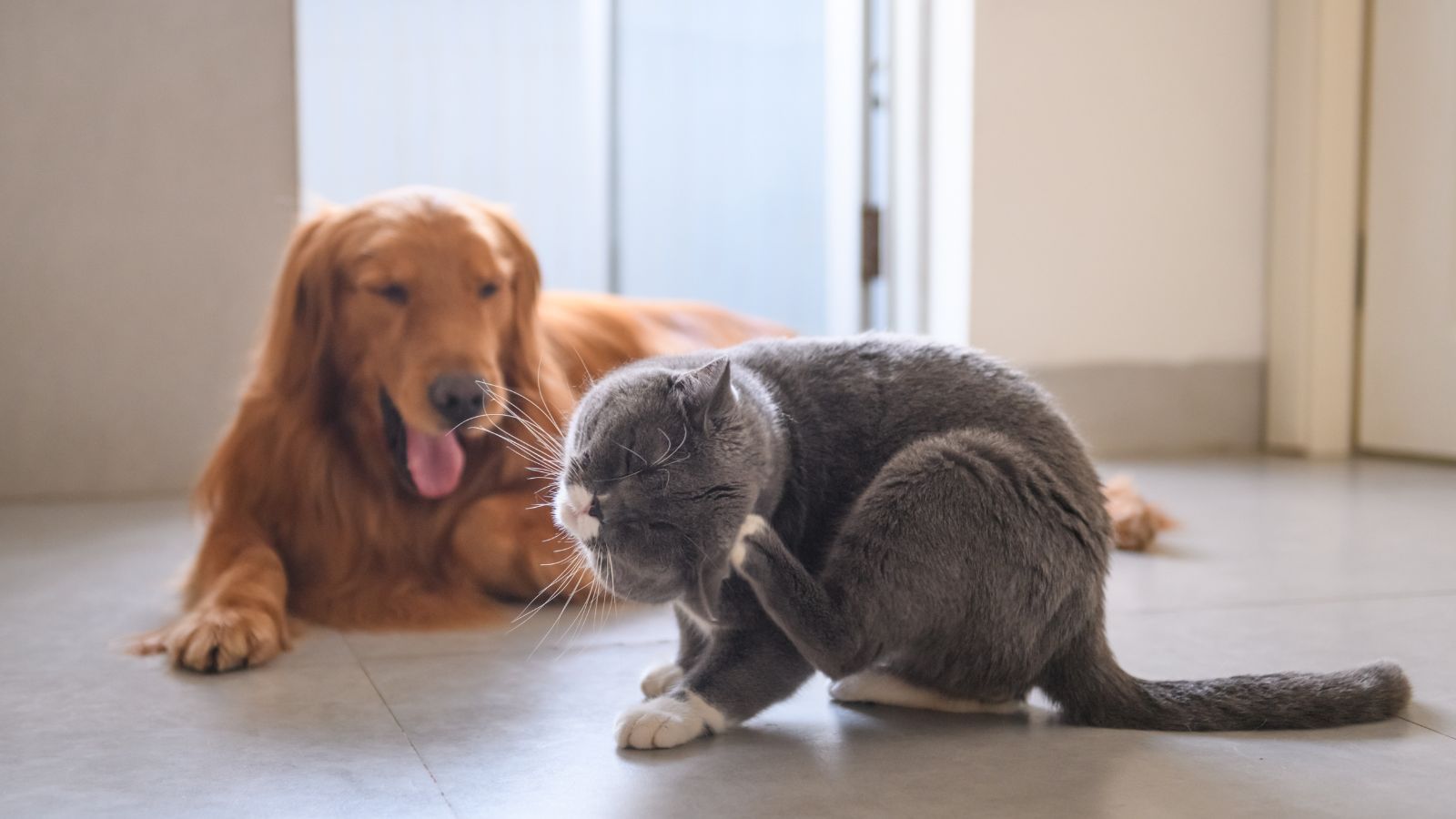 Dogs and Cats Can be Allergic to Foods Too!