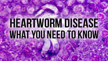 Heartworm Disease: What You Need to Know