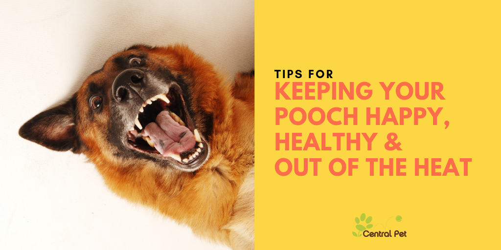 Keeping Your Pooch Happy, Healthy, and Out of the Heat