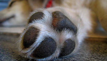 Paw Waxing for Pups