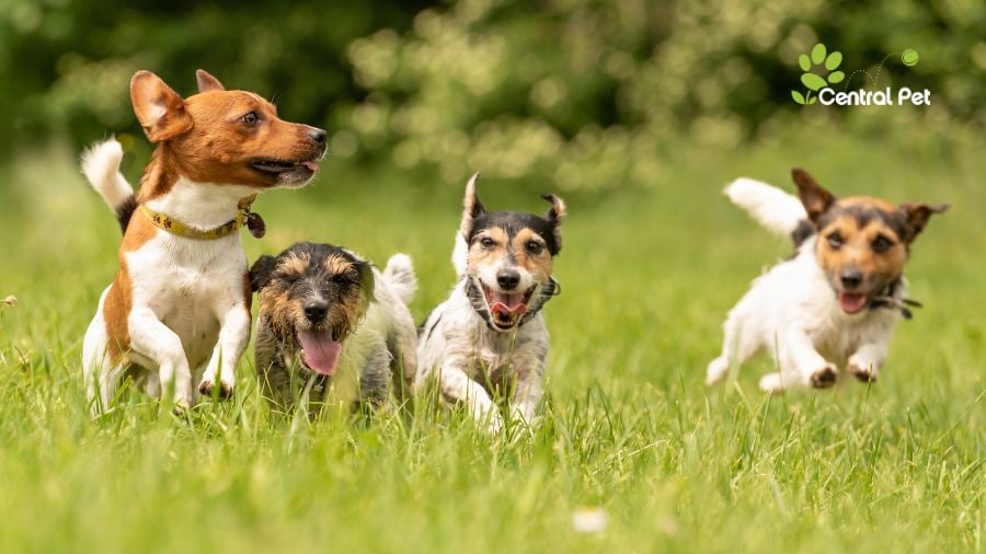 Five Signs Your Dog Would Love Doggy Daycare