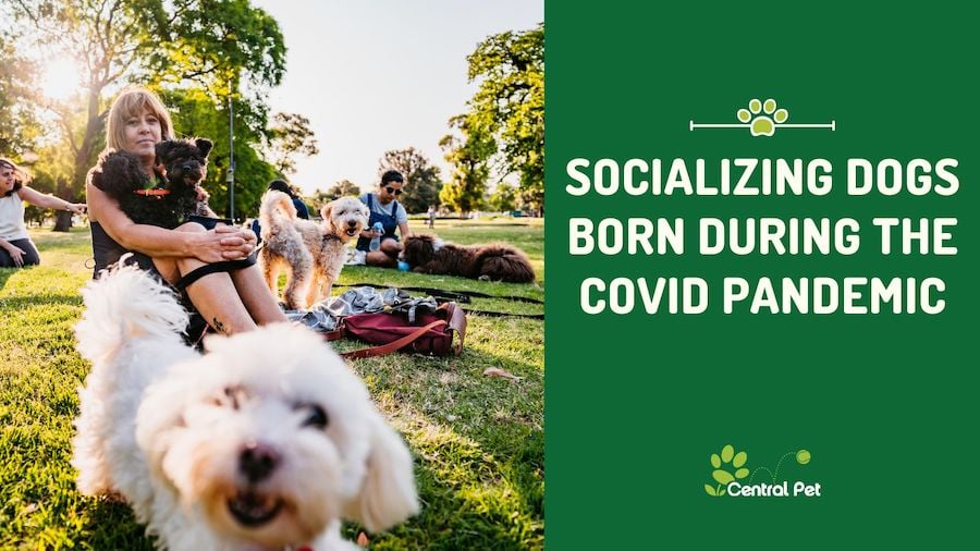 Socializing Dogs Born During the COVID Pandemic