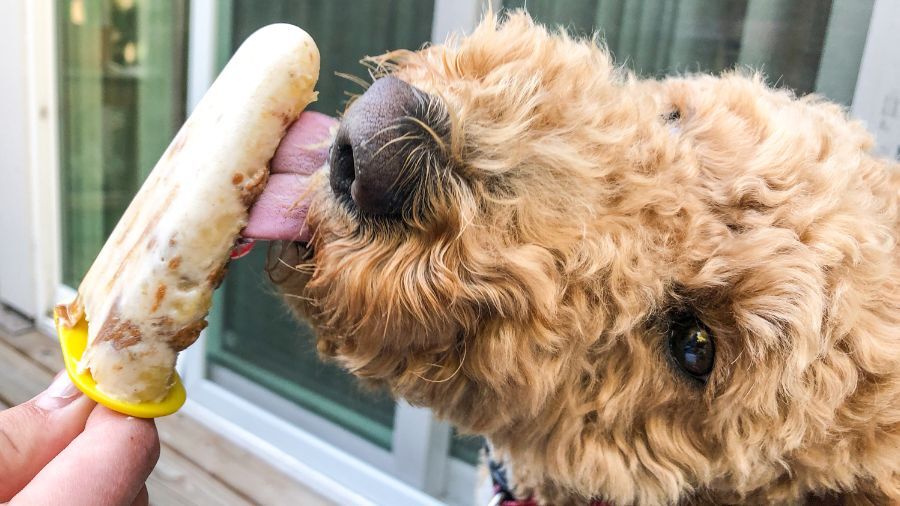 Summer Snacks: Cool Frozen Treats to Help Your Dog Beat the Heat