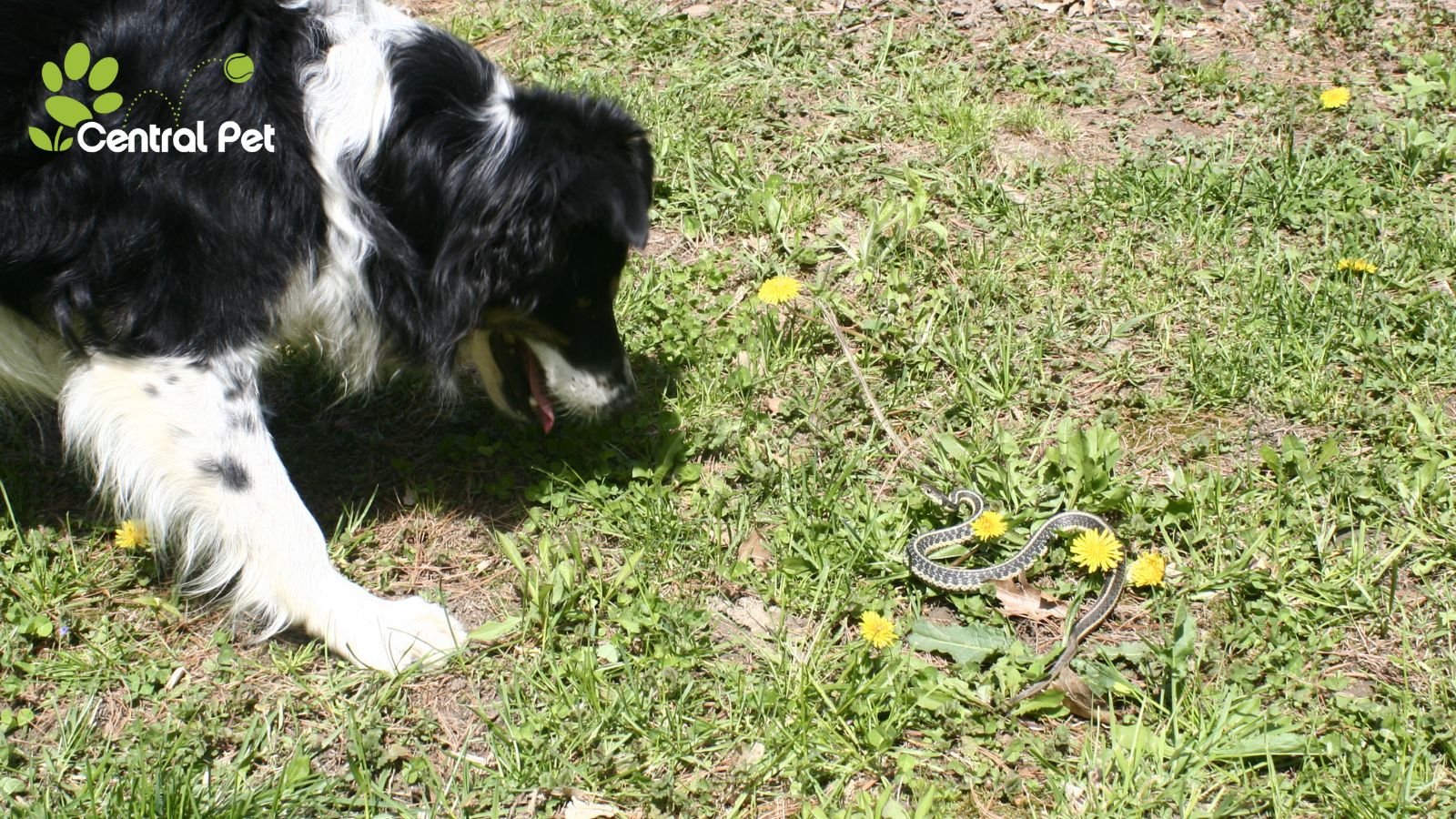 What You Should Know About Rattlesnake Avoidance Training for Your Dog