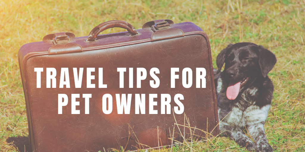 The Essential Checklist for Traveling With Your Dog