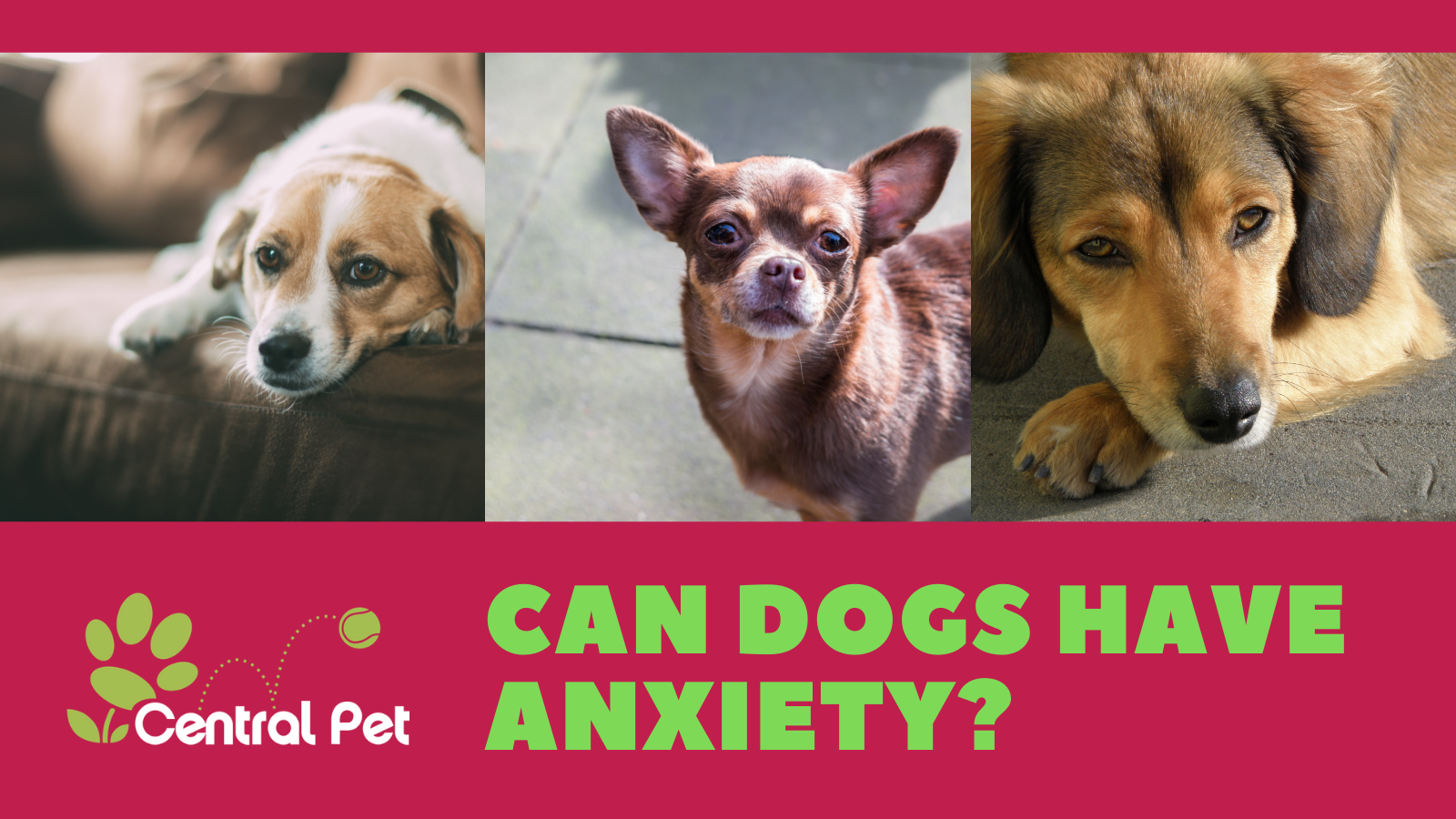 Can Dogs Have Anxiety?