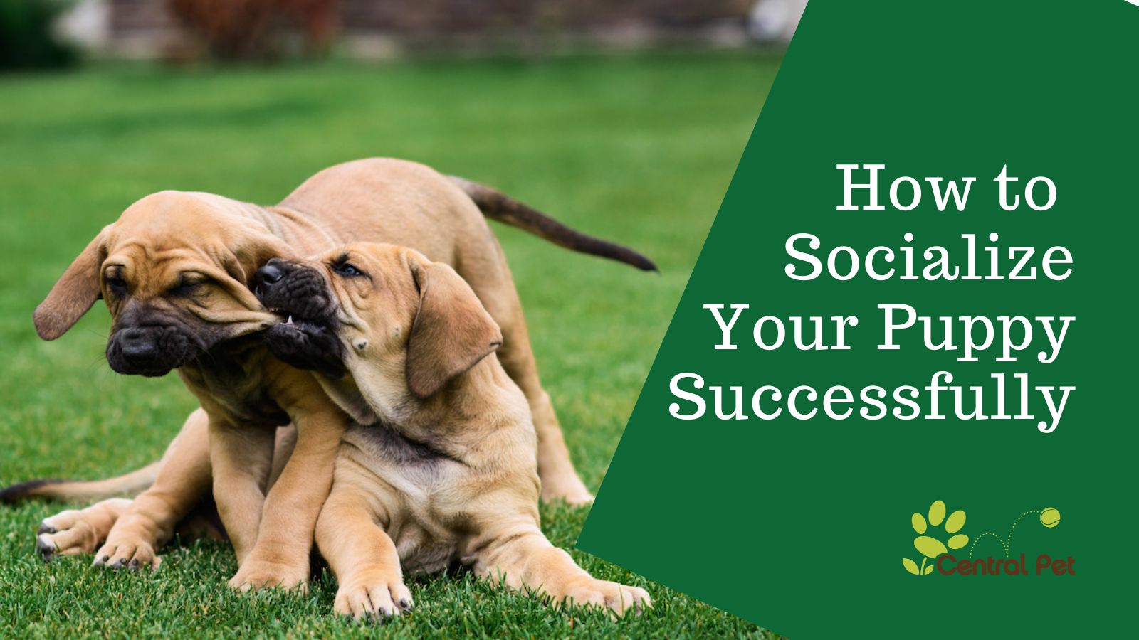 How to Successfully Socialize Your Puppy