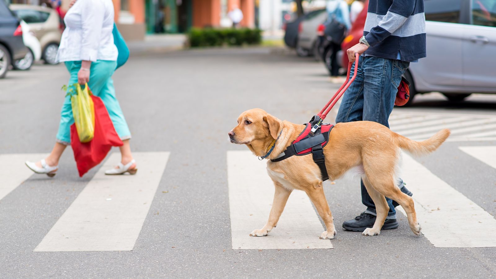 Working Like a Dog — Literally!